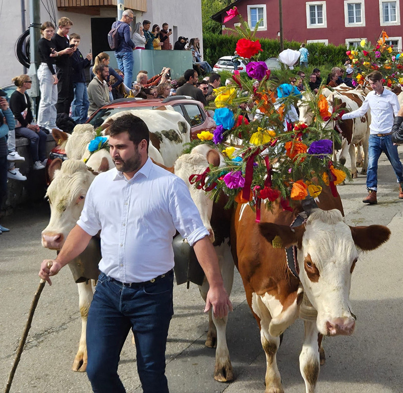 La désalpe marque le retour au bercail des génisses. (Photo: Fêt de la désalpe de Lignières)