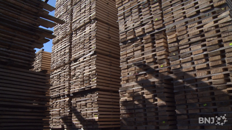 Entre 1300 et 1400 mètres cubes de bois feuillus sera utilisé par le chantier de la patinoire.