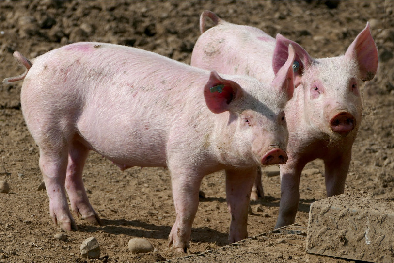 Le prix du porc à augmenté ces derniers mois, mais il n'est pas sûr que cette embellie s'inscrive dans la durée. (Image d'illustration)
