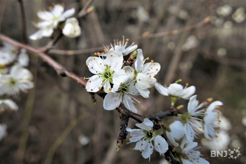 Fleurs blanches