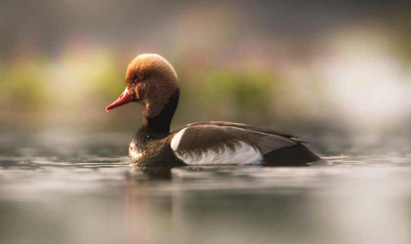 La nette rousse, un oiseau qu’on voit de nos régions, mais qui fait parfois un long voyage avant d’arriver sur nos lacs. (Photo libre de droits : illustration.)