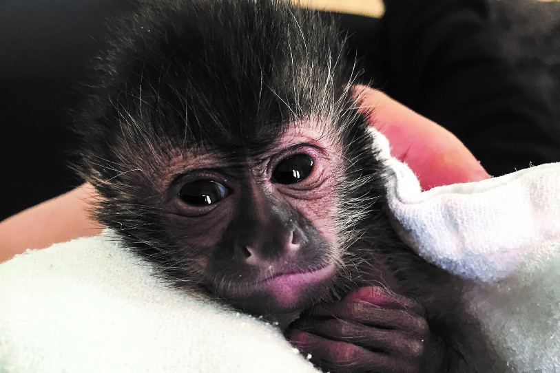 Le petit singe capucin a été baptisé Fredi. (Photo: Sikypark)
