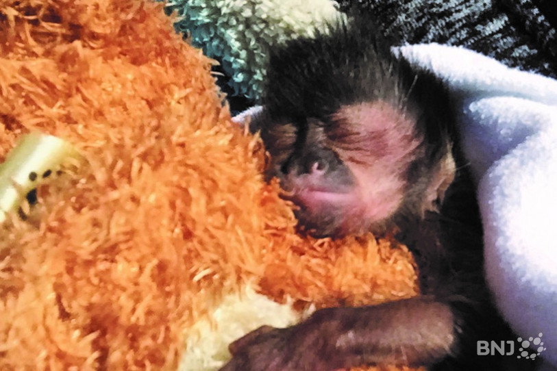 Le petit Fredi dors dans la veste ou le sec banane du directeur du zoo. (Photo: Sikypark)