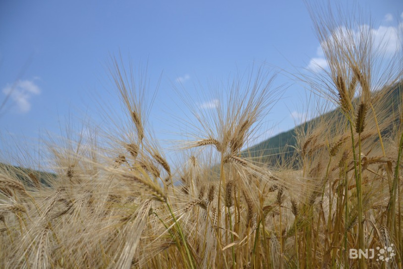 Des champs de l'agriculture biologique sont contaminés par des pesticides dans la Plateau suisse. Dans le Jura très certainement aussi (image d'illustration).