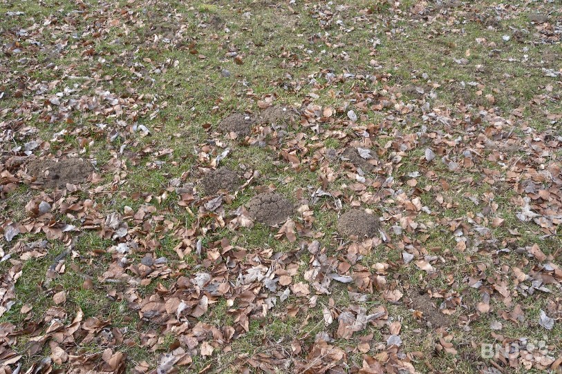 Les campagnols font régulièrement des dégâts dans les pâturages. (archive)