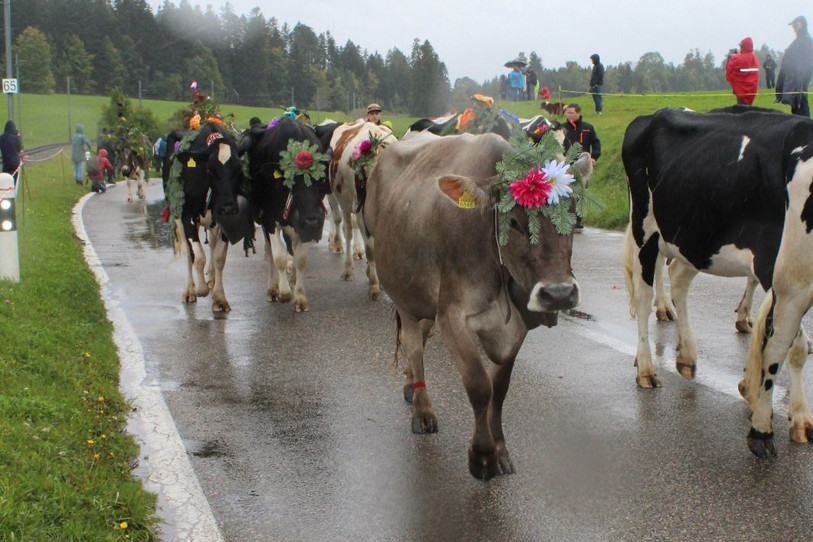 La météo peu clémente n'a pas freiné les ardeurs des spectateurs venus voir passer le cortège de la Désalpe du Boéchet. (Photo : Johnny Scheidegger)