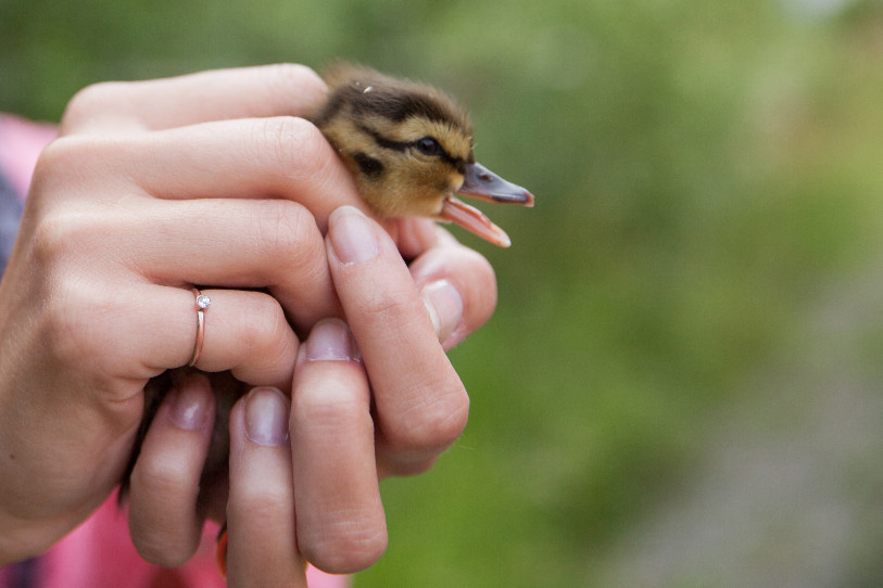 On peut sans problème tenir un jeune oiseau à mains nues pour le transporter en lieu sûr : ses parents continueront à s’en occuper. (Photo : © Lukas Linder)