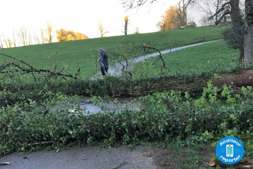 Des troncs d'arbres sont tombés sur les routes ajoulotes, comme ici près de Roche-d'Or.