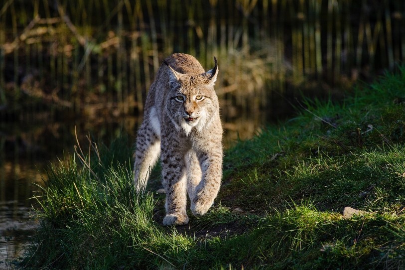 Le lynx en question n'était pas en forme. (Photo : illustration)