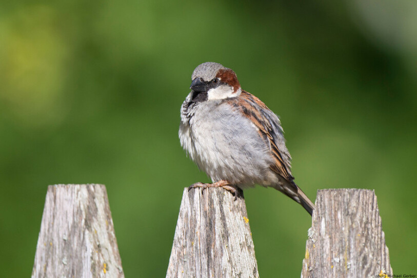 BirdLife Suisse invite à recenser les différentes espèces de la région. (Photo : Michaël Gerber).