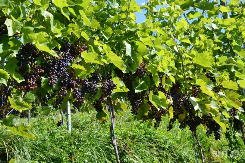Les vignes supportent bien le chaud... tant qu'il ne dure pas trop longtemps.