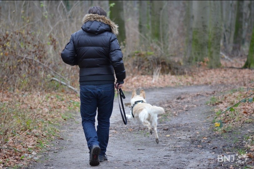 Les propriétaires de chien pourraient à l’avenir devoir garder leur animal en laisse pour protéger la faune des réserves naturelles. (Image d'illustration)