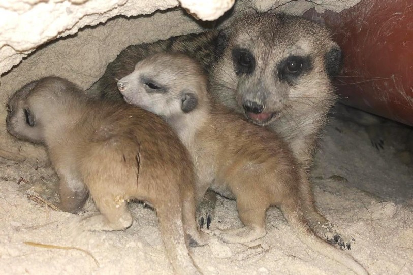 Les petits suricates profitent encore de la chaleur de leur mère avant de s'aventurer à l'extérieur (photo: Sikypark).