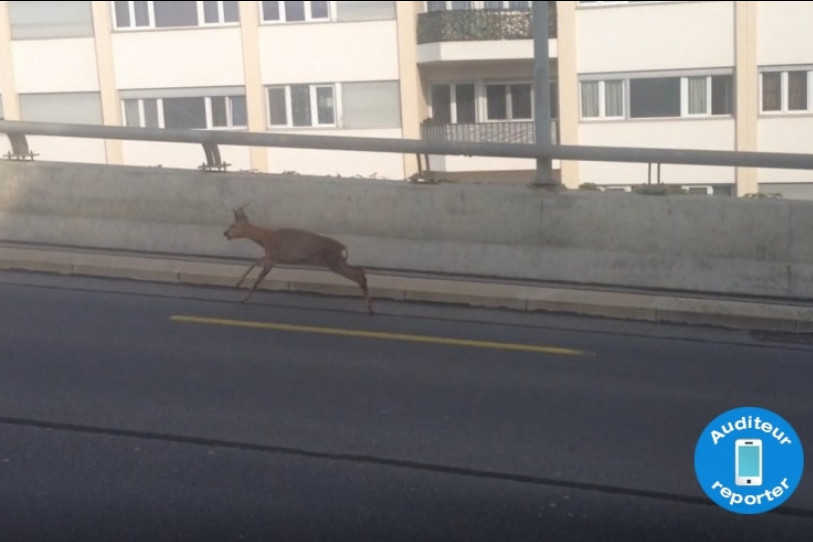 Le chevreuil a été aperçu près de la gare de Delémont.