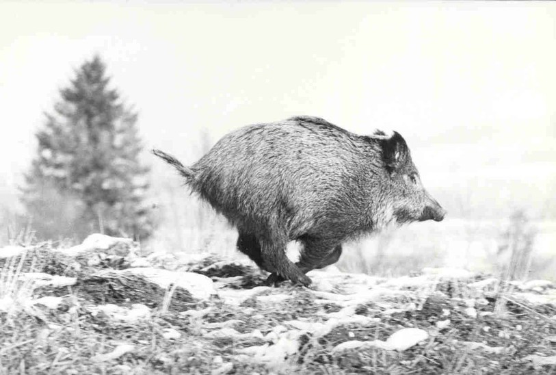 La chasse aux sangliers est lancée (photo : office de l'environnement) !