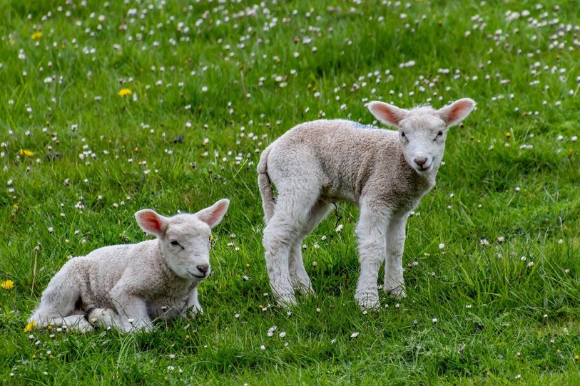 L'agriculteur aurait vendu une quinzaine d'agneaux en 2017. (Image d'illustration : pixabay)