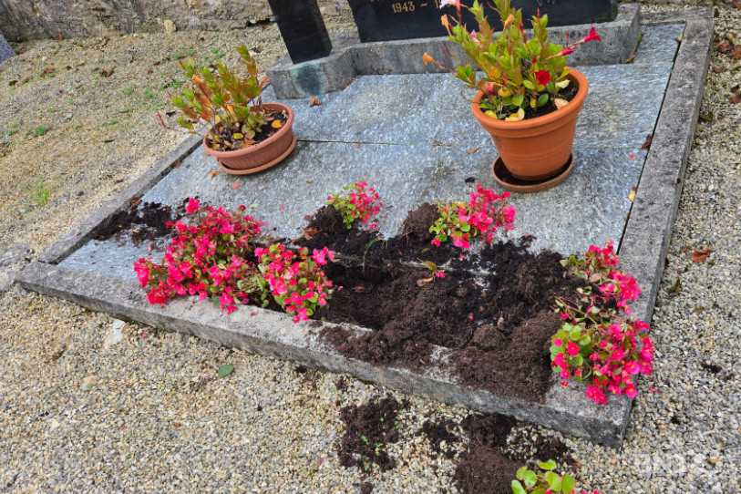 Le gibier a notamment retourné de la terre et des fleurs.