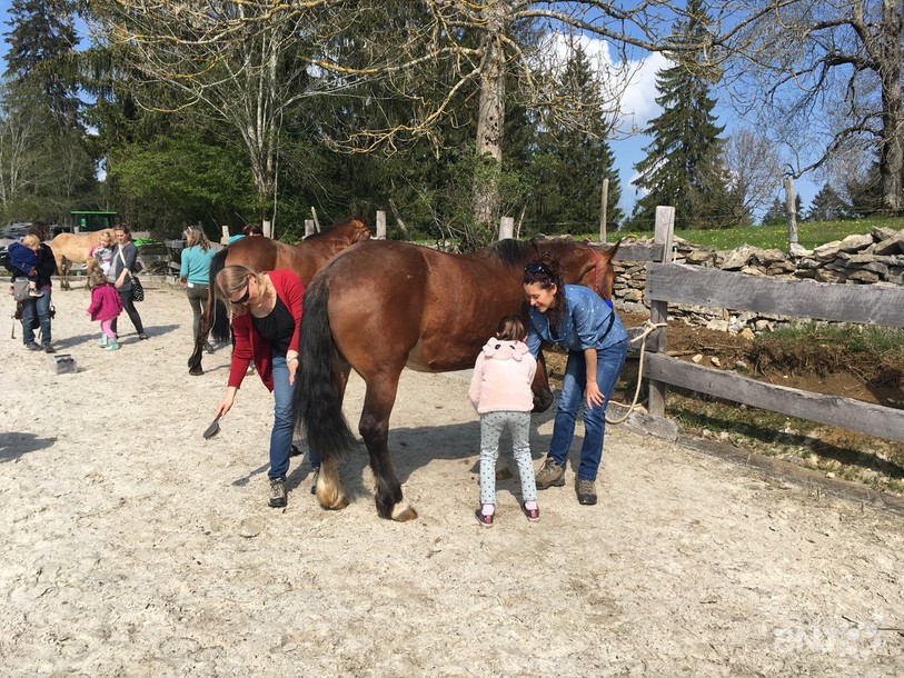 Les participants ont pu apprendre à être attentif aux mouvements et aux signes que renvoient les chevaux.