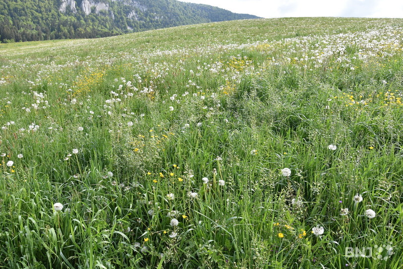   Le prix des terres agricoles a peu évolué cette année (photo d'illustration).