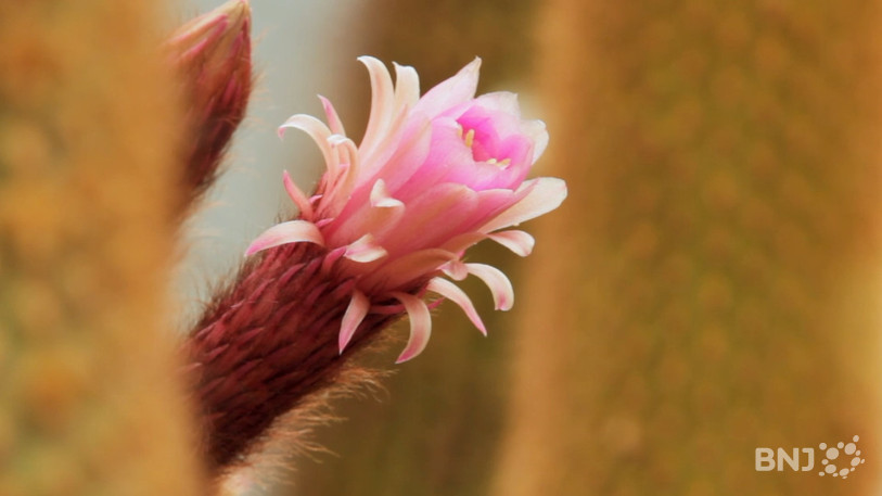 Les fleurs de cactus ne s'ouvrent que pendant une journée.