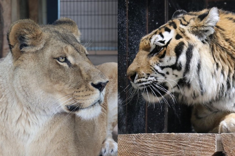 Mali et Rani sont les nouvelles locataires de la maison de retraite pour grands félins du Sikypark (photo : Sikypark).
