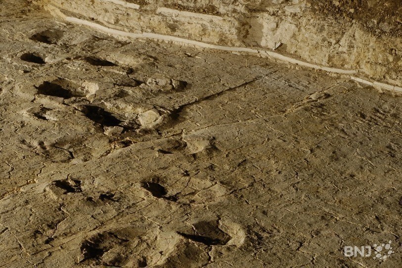 Environ 20'000 traces de dinosaures ont été découvertes et documentées durant les fouilles de l'autoroute Transjurane. Ce qui en fait le site le mieux documenté du monde, selon les responsables de la Paléontologie A16. (Photo : archives)