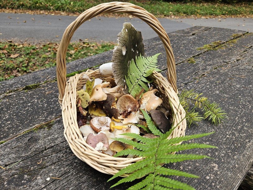 Au cours de la saison 2025, 697 kg de champignons ont été apportés au centre de contrôle de Delémont. (Photo : illustration / archives)