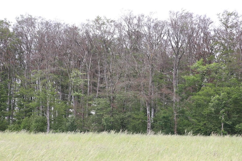 Les hêtres ajoulots sont dénués de feuille ce printemps (photo : Marc Ballmer, Office de l'environnement).