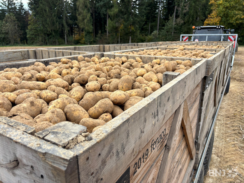 Les producteurs de pommes de terre n'ont pas assez de palox, comme ici, pour livrer leur cargaison.