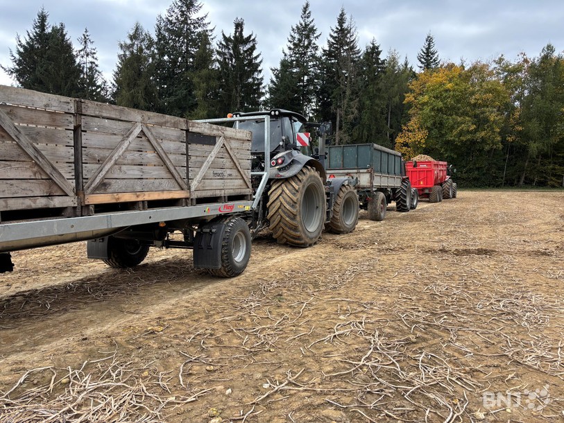 Des remorques sont nécessaires pour entreposer les pommes de terre en trop.