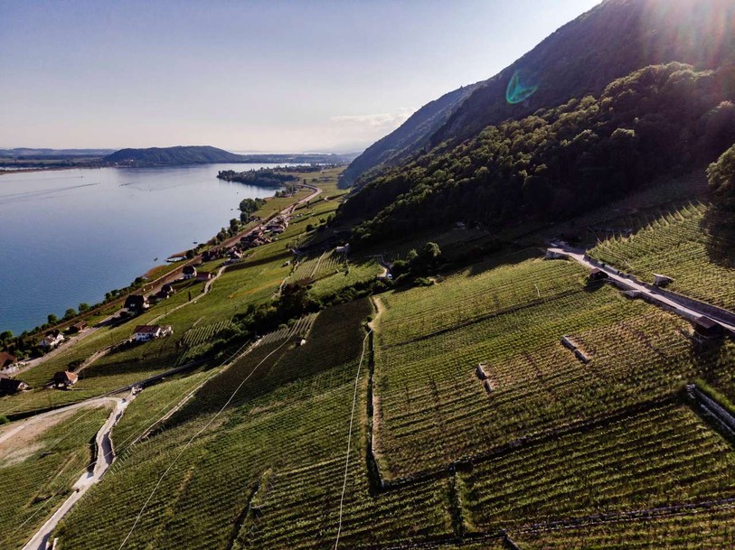 Devant faire face à une consommation globale de vin en baisse en Suisse, à l’augmentation des importations de vins étrangers ou encore à la diminution des prix à la vente, les vignerons du lac de Bienne font actuellement face à une crise qui met le secteur sous pression. Photo : Matthias Käser