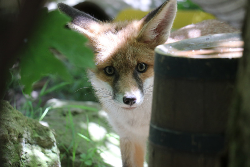 Le petit renard grandit dans l'espace réservé aux animaux sauvages du Siky Park (photo: Siky Park)