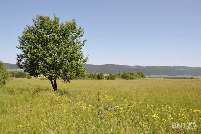Certaines prairies destinées à la biodiversité pourront être pâturées dès ce lundi. (Photo : archives).