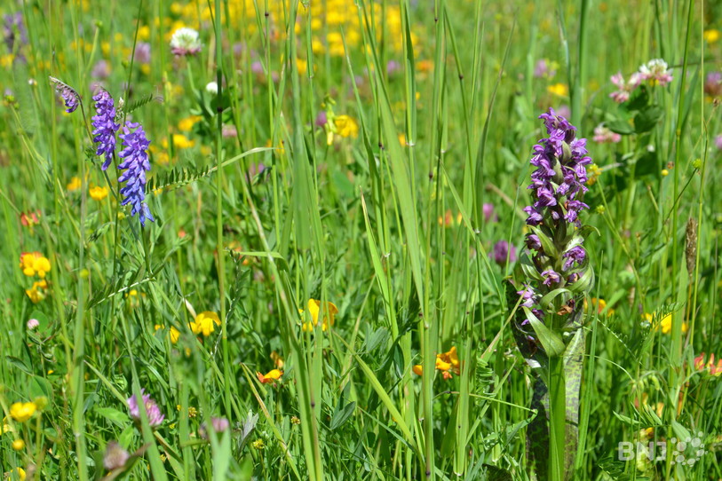 Les quatre associations de protection de l'environnement regrettent une version revue du plan directeur cantonal jurassien qui ne permettrait pas de protéger réellement la biodiversité. (Photo : Archives)