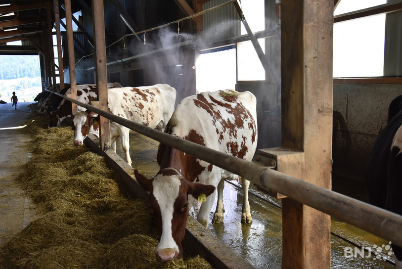 Les vaches issues de l'élevage bio ne pourront désormais plus être nourries avec du fourrage importé. (Photo d'illustration).