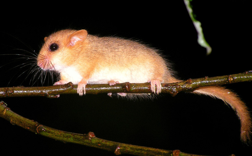 Le muscardin pourrait profiter de l'extinction nocturne à Val-de-Ruz pour étendre son territoire. (photo : Paul Marchesi)