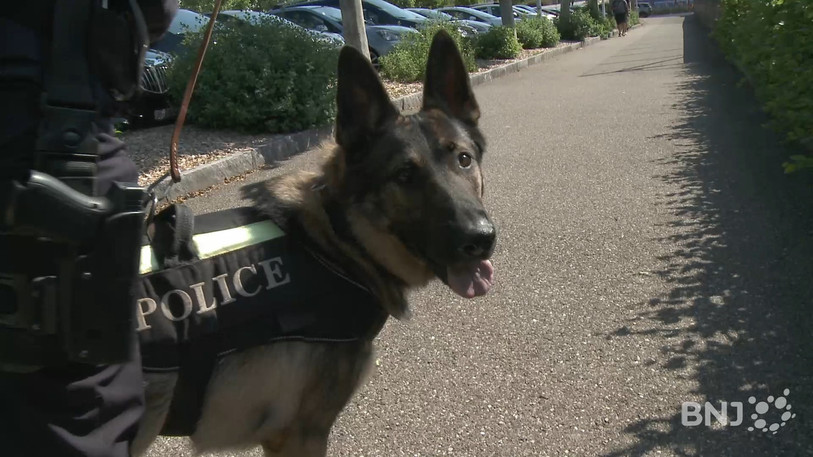 Les chiens sont principalement entraînés à rechercher des personnes disparues, des fugitifs et des stupéfiants.