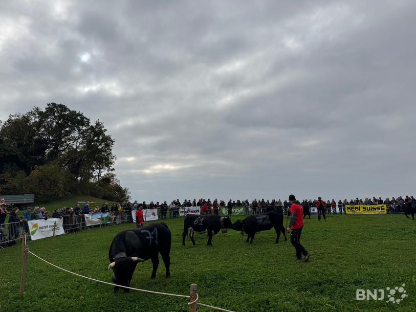 Le domaine de la Prise-Imer, entre Corcelles et Rochefort, accueillait pour la deuxième fois le combat de Reines.