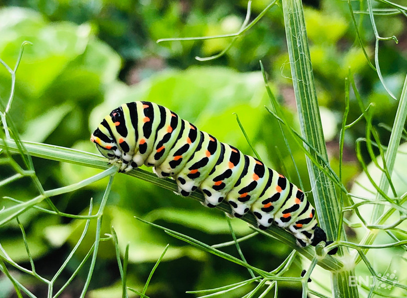L’initiative biodiversité demande notamment que davantage de surfaces et de moyens
financiers soient octroyés à la sauvegarde de la nature et du paysage.