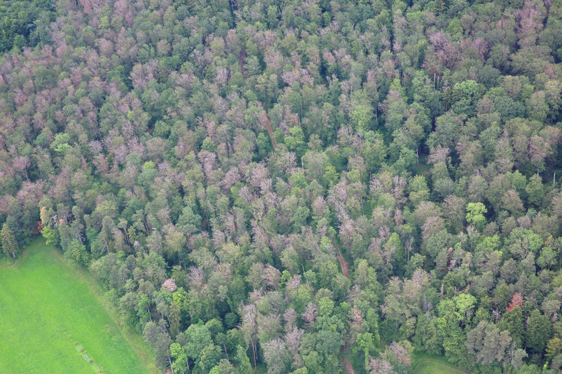 La gestion des forêts devient problématique dans le Jura (photo : Valentin Queloz, WSL).