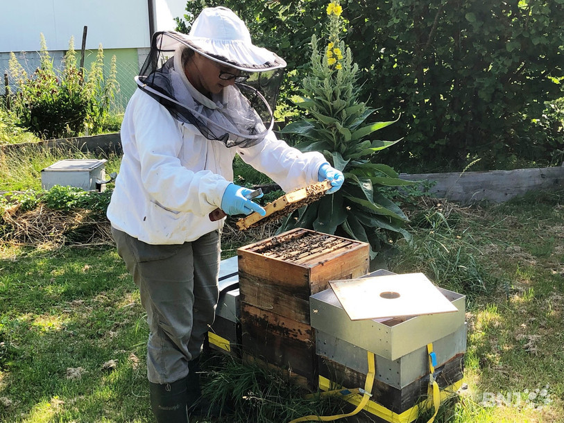 Les abeilles sont là, pas le miel.