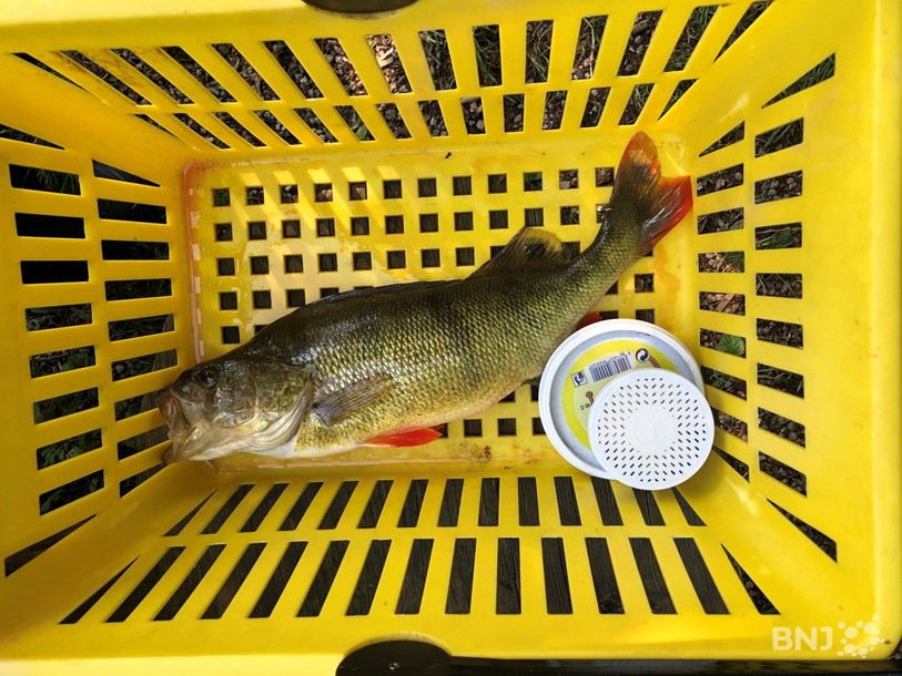 Une jolie perche pêchée par un des élèves