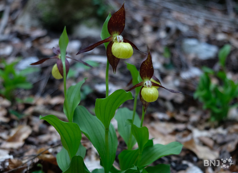 L'orchidée dans toute sa splendeur. (Photo: Parc Chasseral).