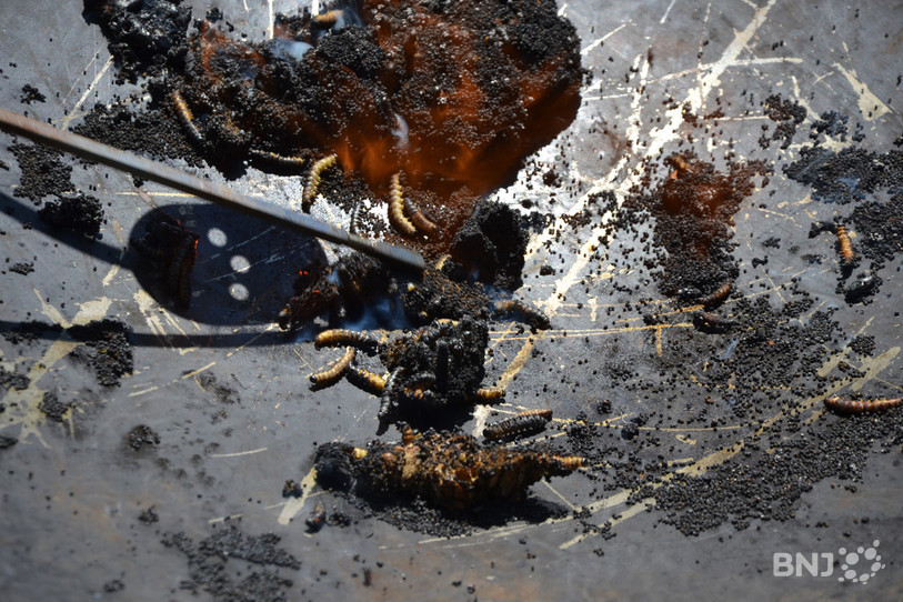 Des chenilles urticantes envahissent les arbres de la région. 