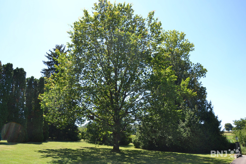 Un chêne vieux de 32 ans est infesté à Montignez.
