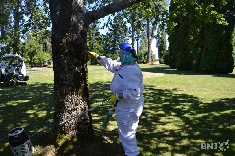 Patrick Sauvain et son épouse sont spécialisés dans l'extermination de ces insectes. 