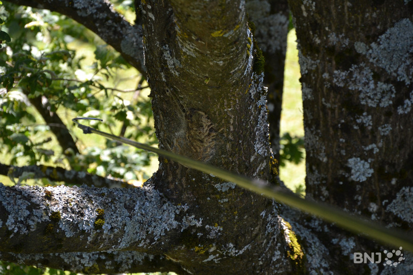 En prenant un peu de hauteur, on peut voir ce genre de nids. 