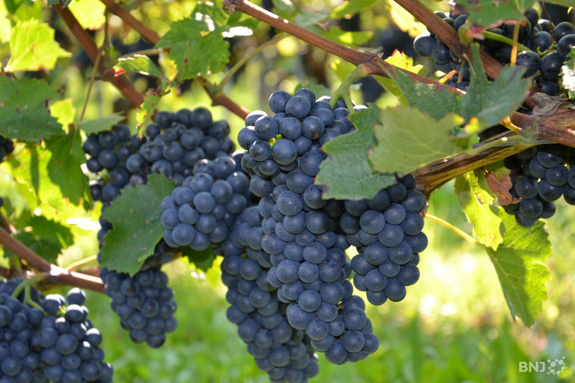Le Pinot noir sera-t-il bientôt remplacé par du Merlot sur le Littoral ? C'est ce que conseillent les chercheurs.