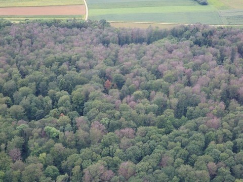 Les hêtres du pays ont particulièrement souffert de la sécheresse de l'an dernier. (Photo : archives)