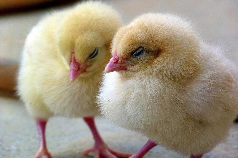 Le projet de poussinière à Alle peut aller de l'avant. Photo: illustration